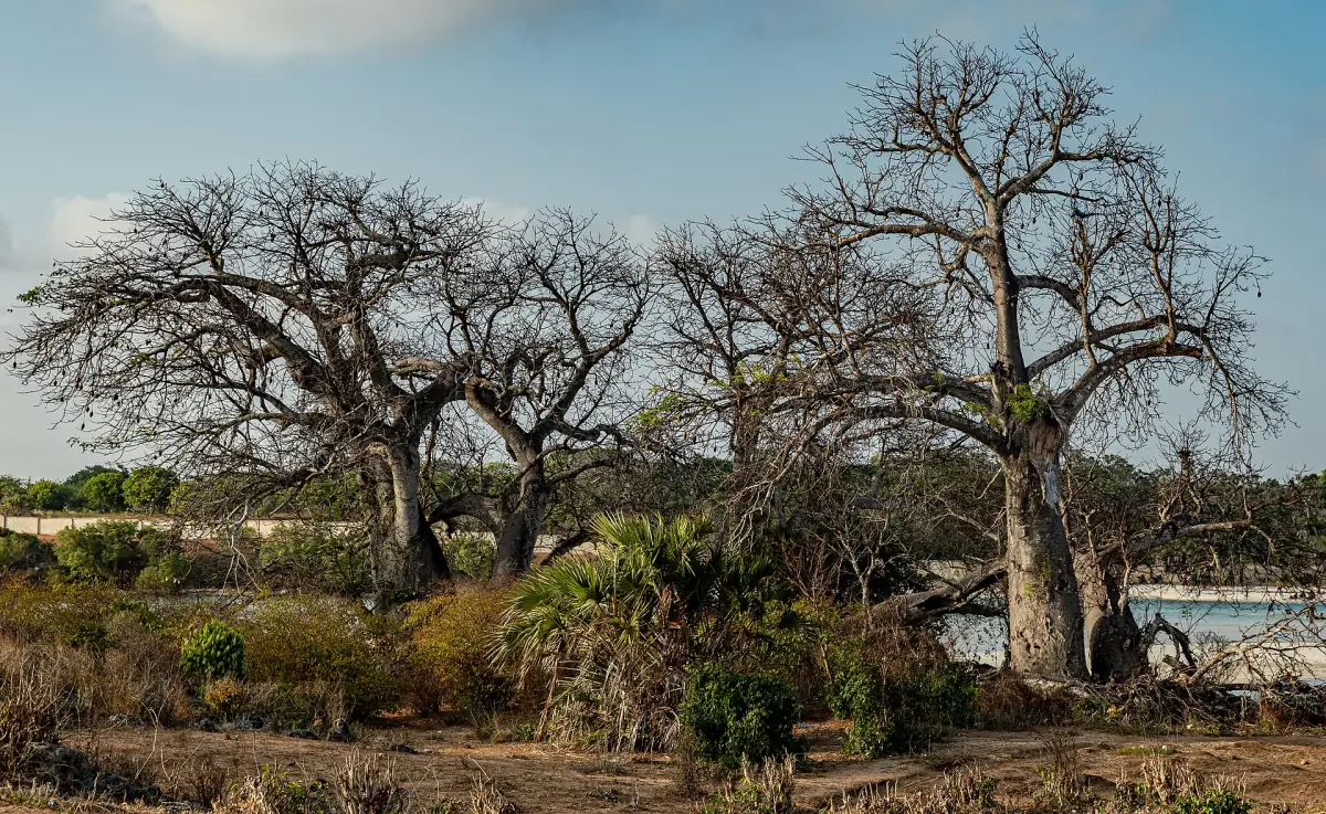 Baobabs am Strand an der Kongo-Mündung in Diani