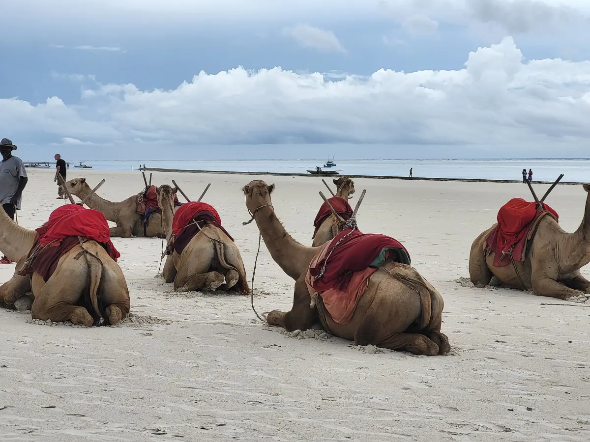 Kamele ruhen im Sand am Diani Beach