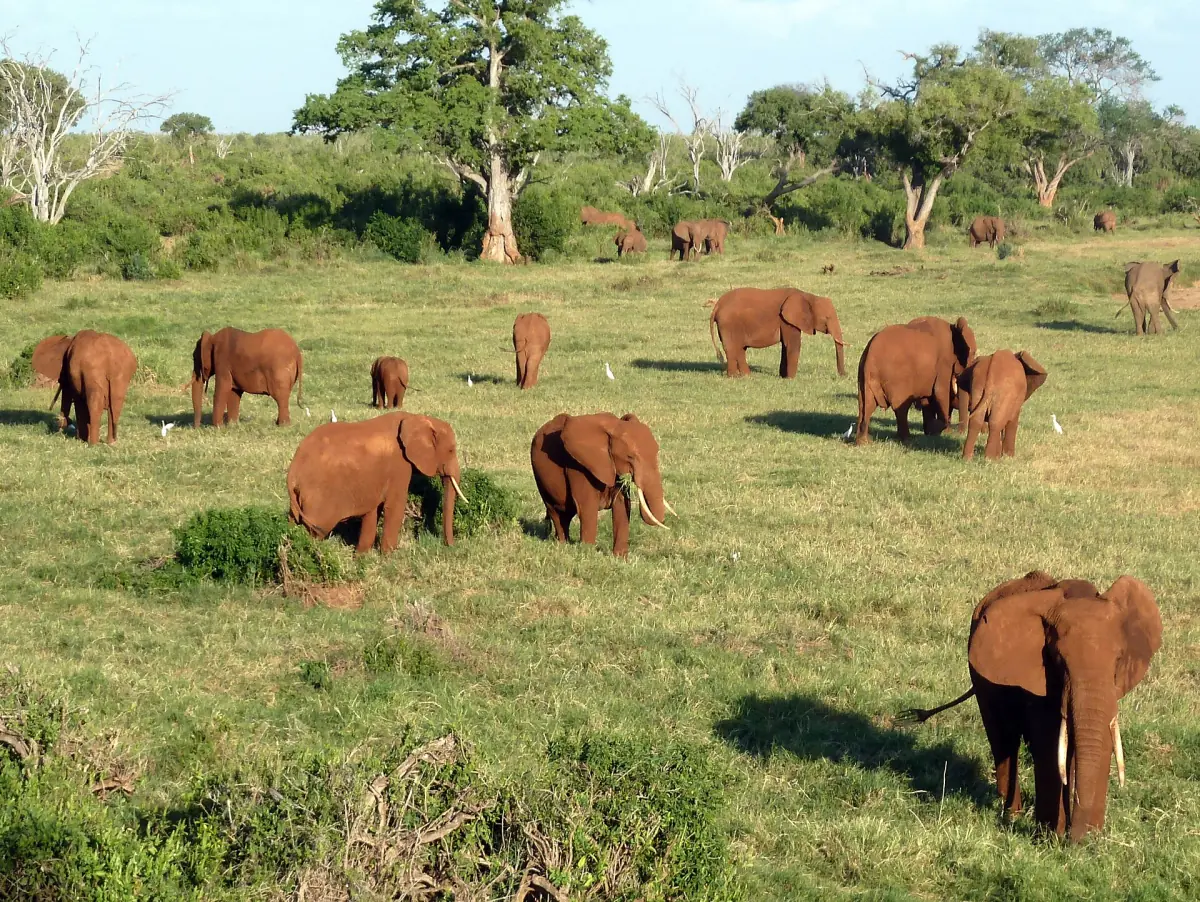 Eine Elefantenherde grast in Tsavo East