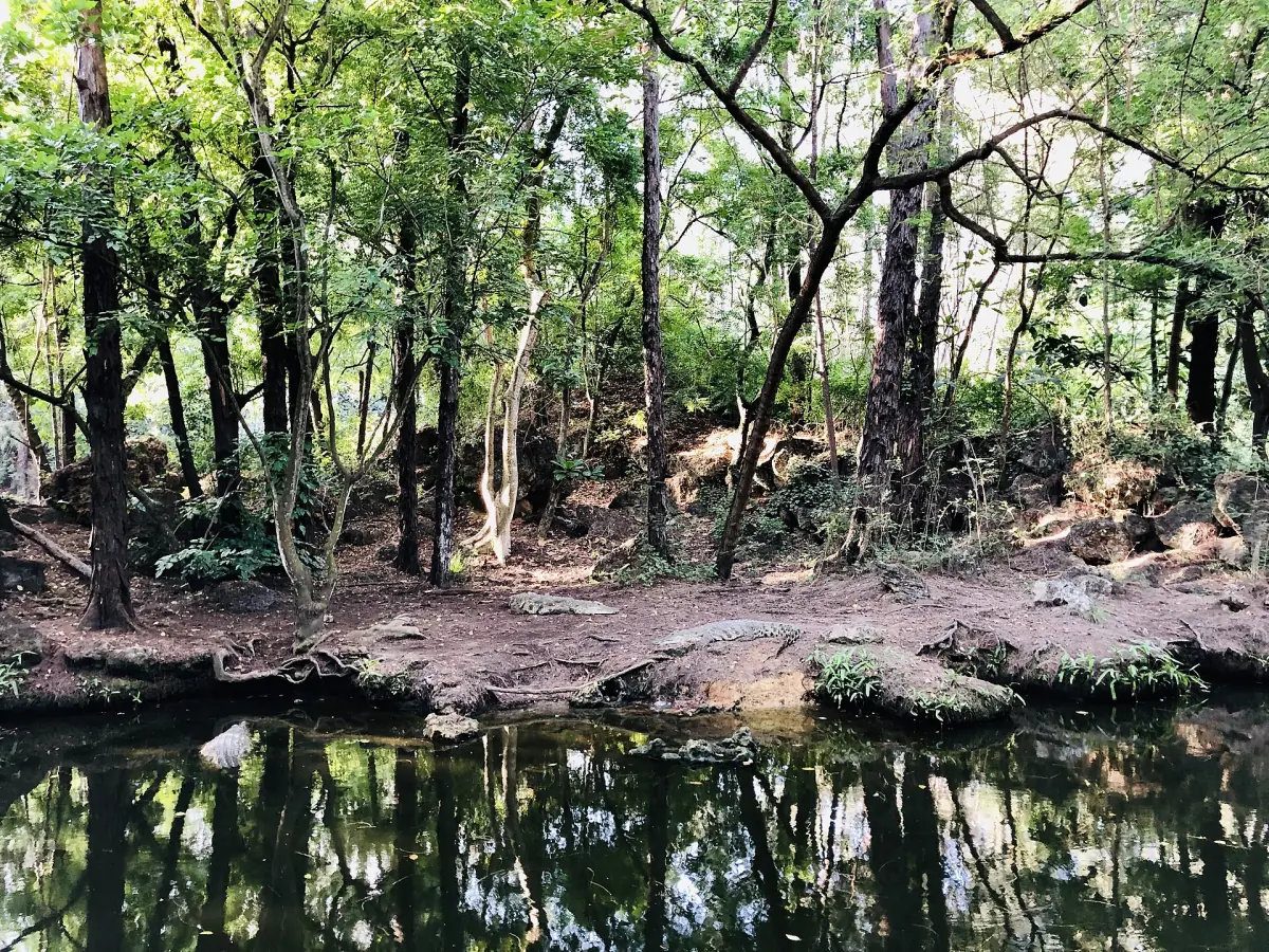 Bäume spiegeln sich im Wasser im Haller Park