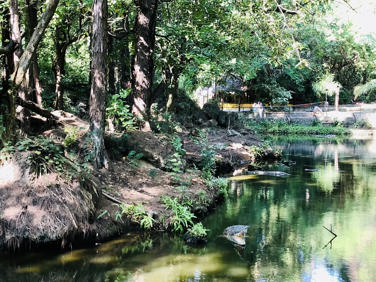 A pond in the greenery of Haller Park