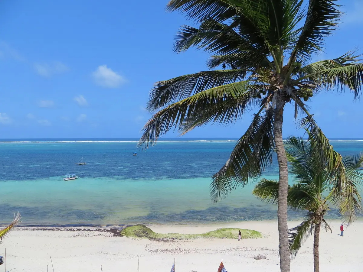A palm tree above Nyali Beach