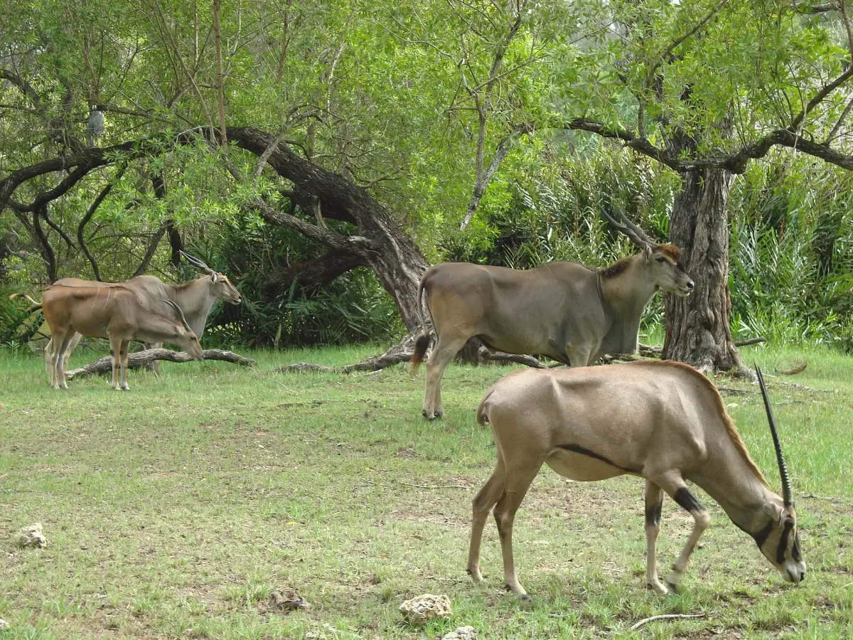 Oryx und Elenantilopen grasen im Haller Park