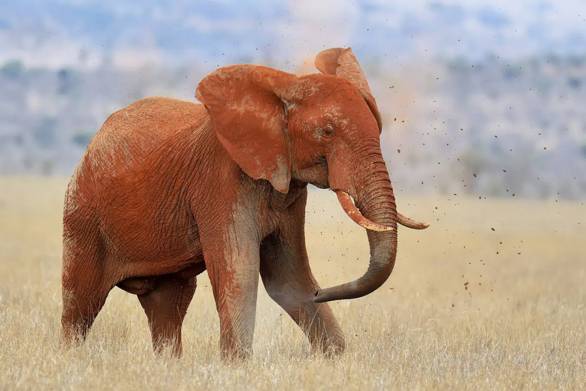 A red-dusted elephant walking through dry grass