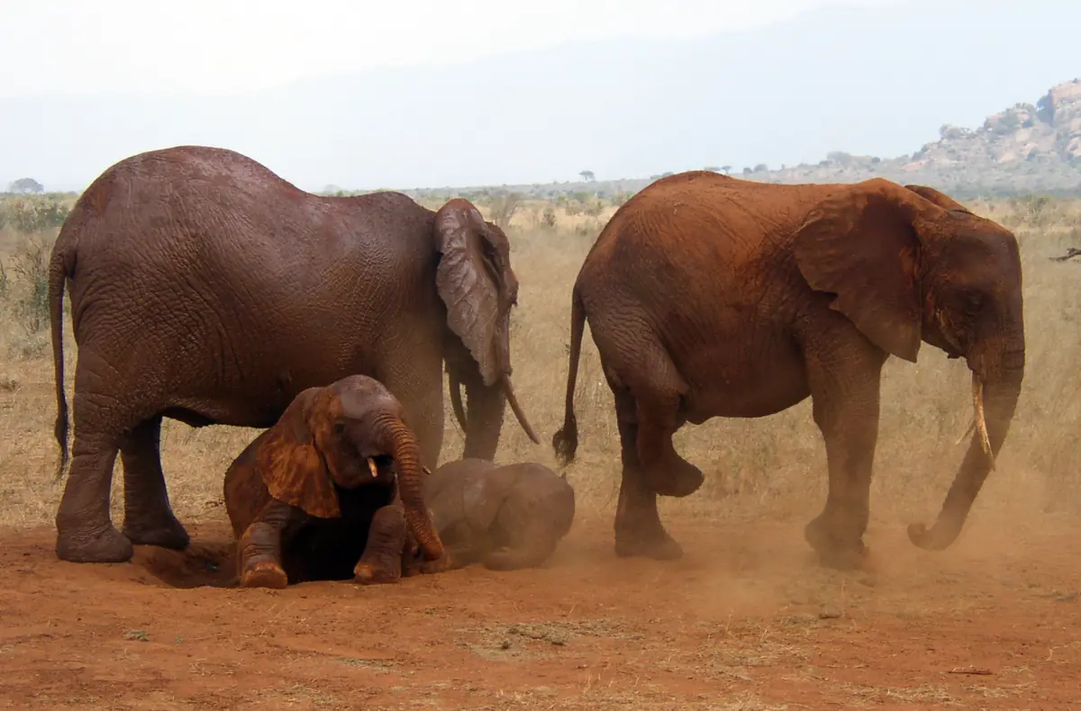 Rot eingestaubte Elefanten in Tsavo East