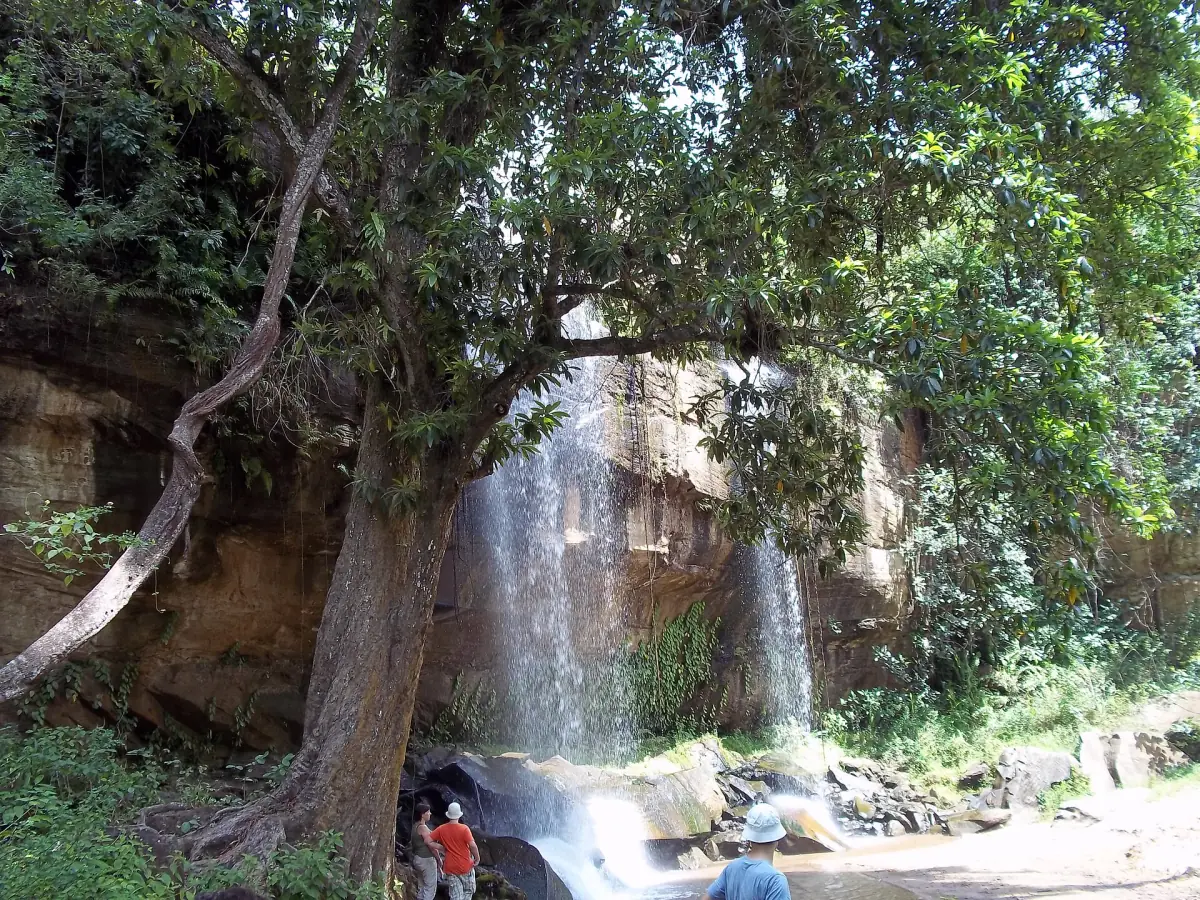 Ein Baum vor den Sheldrick Falls