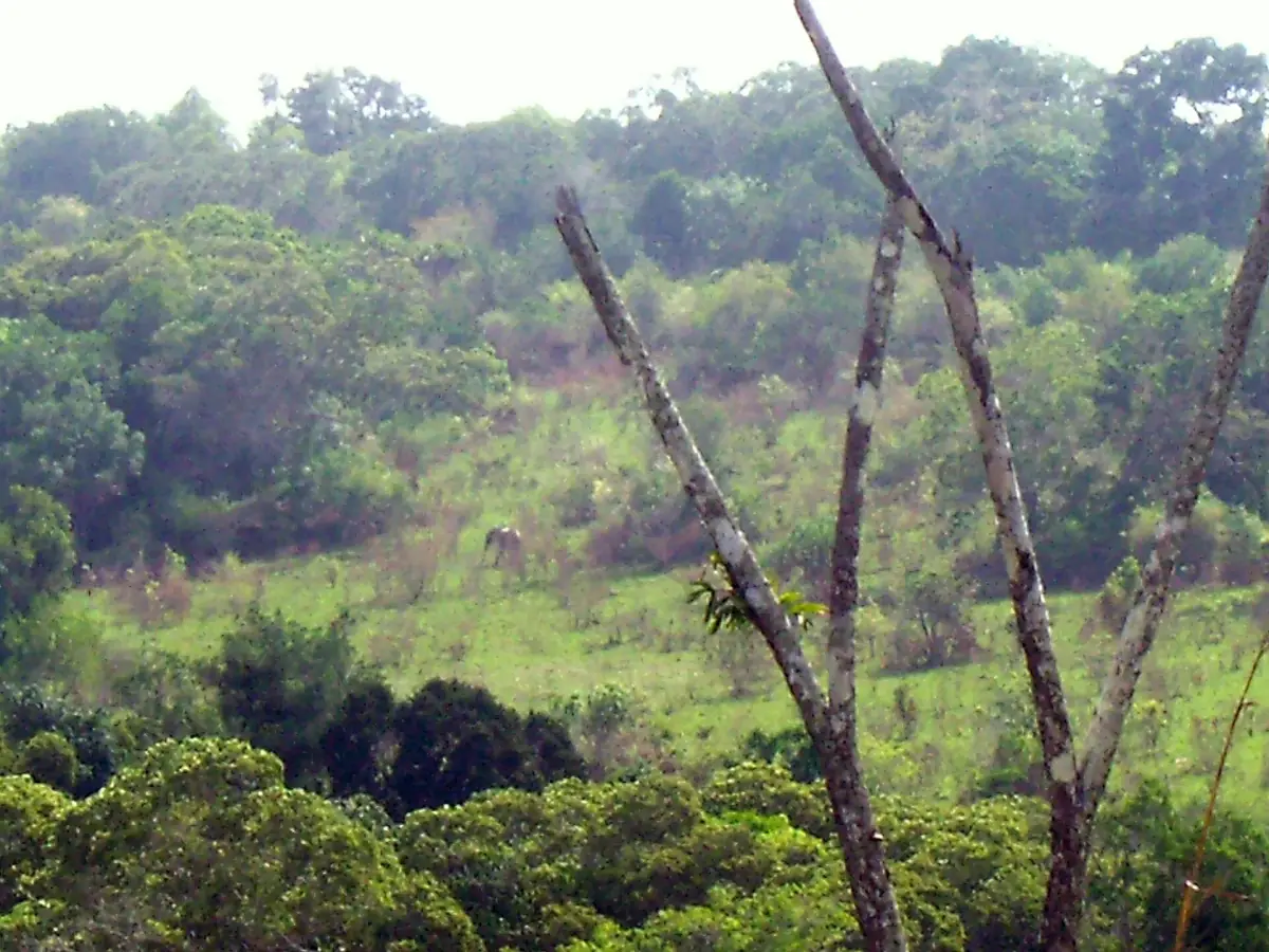 Wald und Grasland in den Shimba Hills