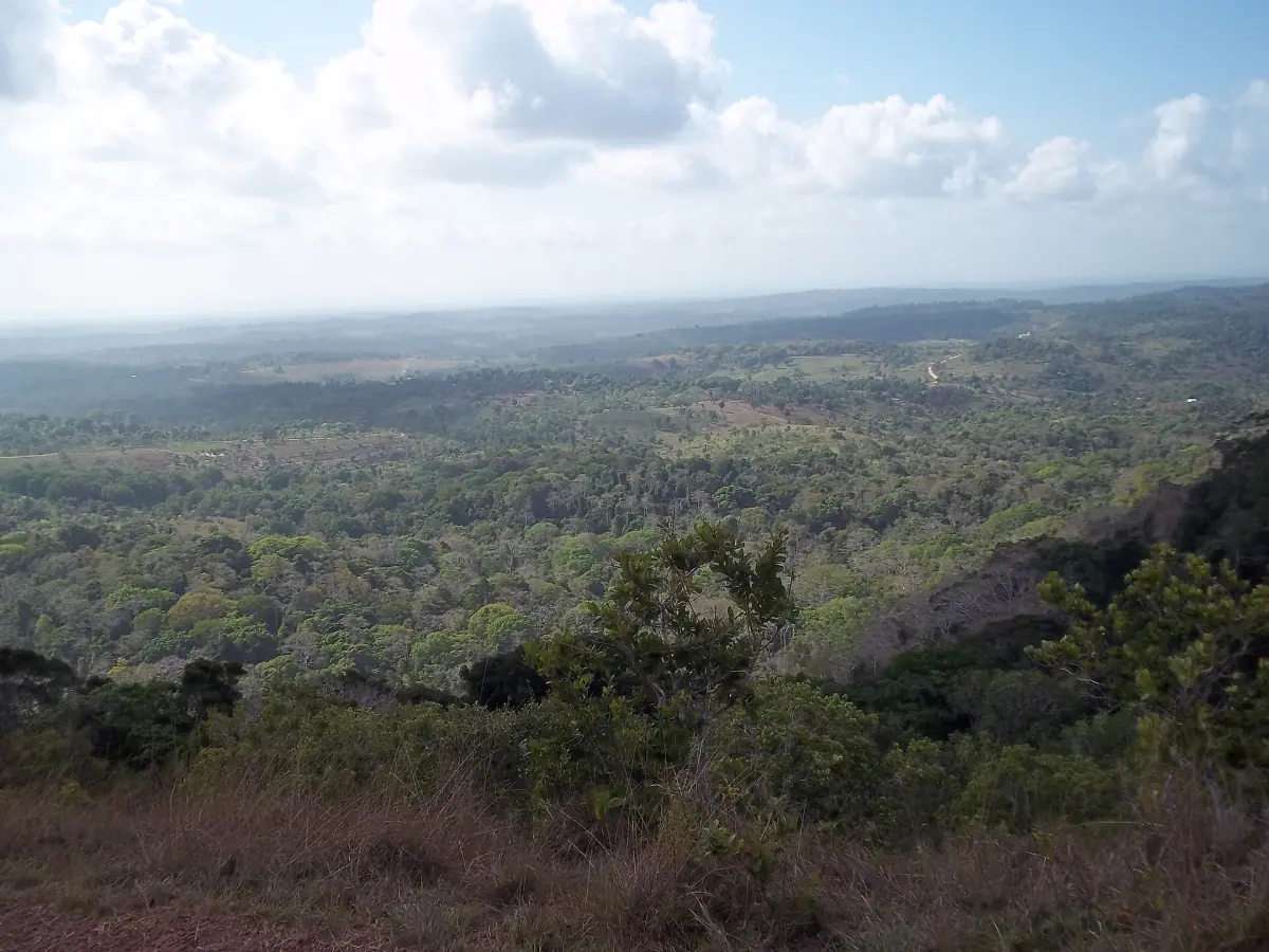 Der Blick über den Wald der Shimba Hills