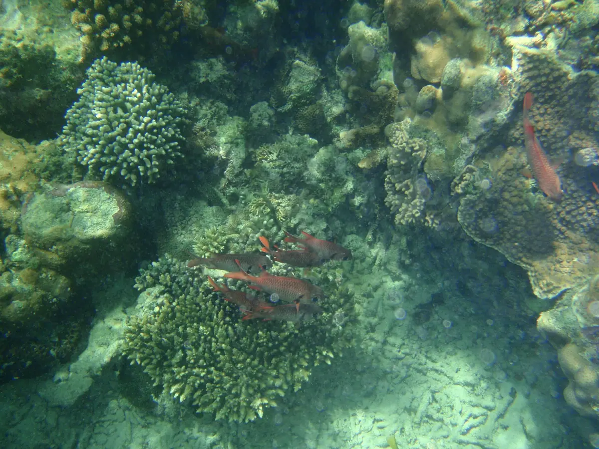 Korallen und Fische beim Schnorcheln in Kisite