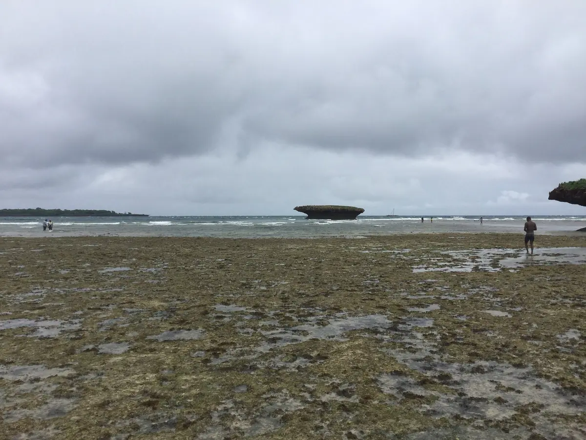 Korallenflächen bei Ebbe auf Wasini Island